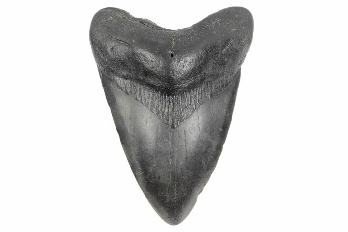 Fossil Megalodon Tooth - South Carolina #168175